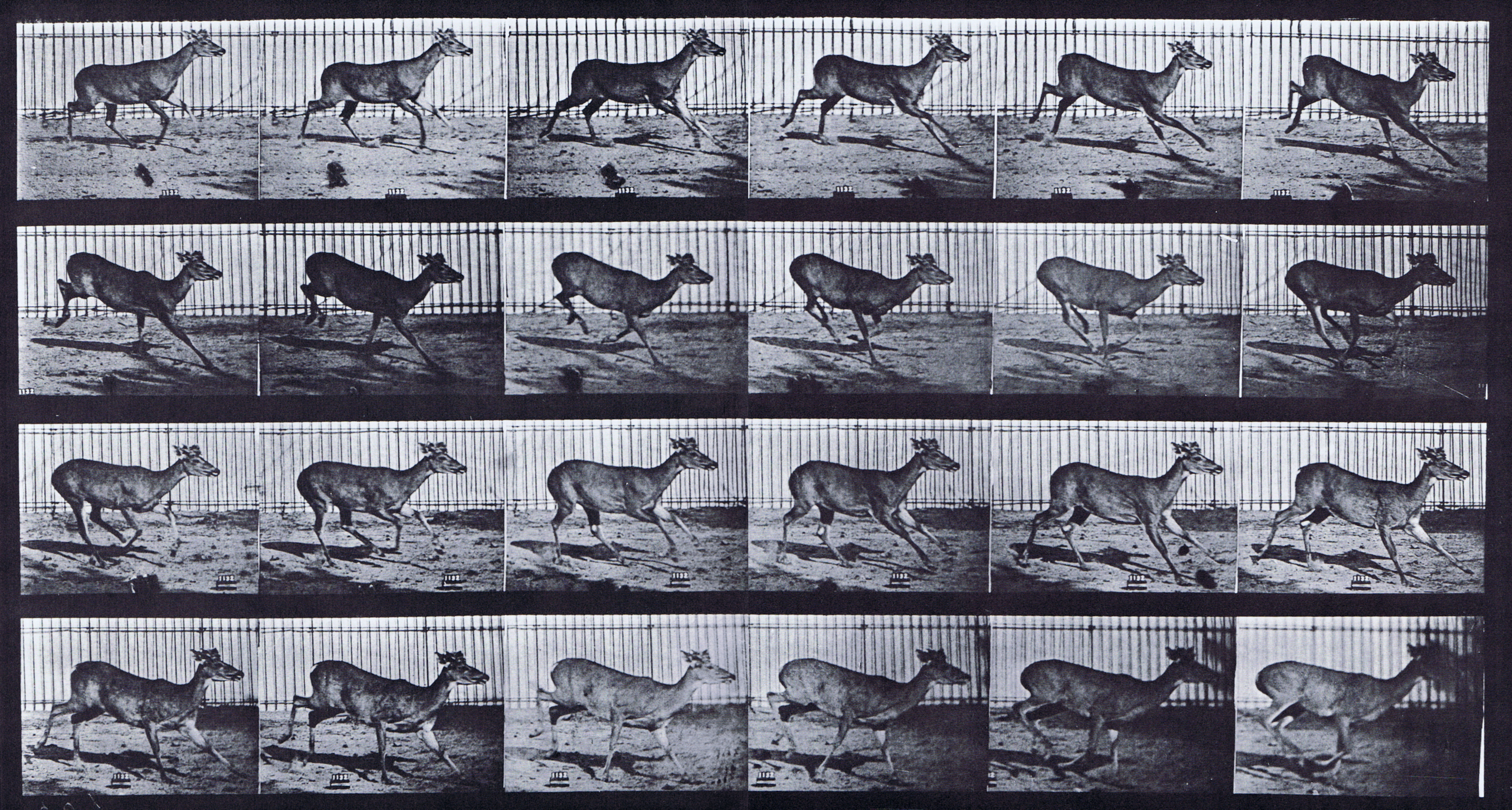 large profile view of virginia deer, buck galloping animation reference using muybridge plate 683 from animal locomotion