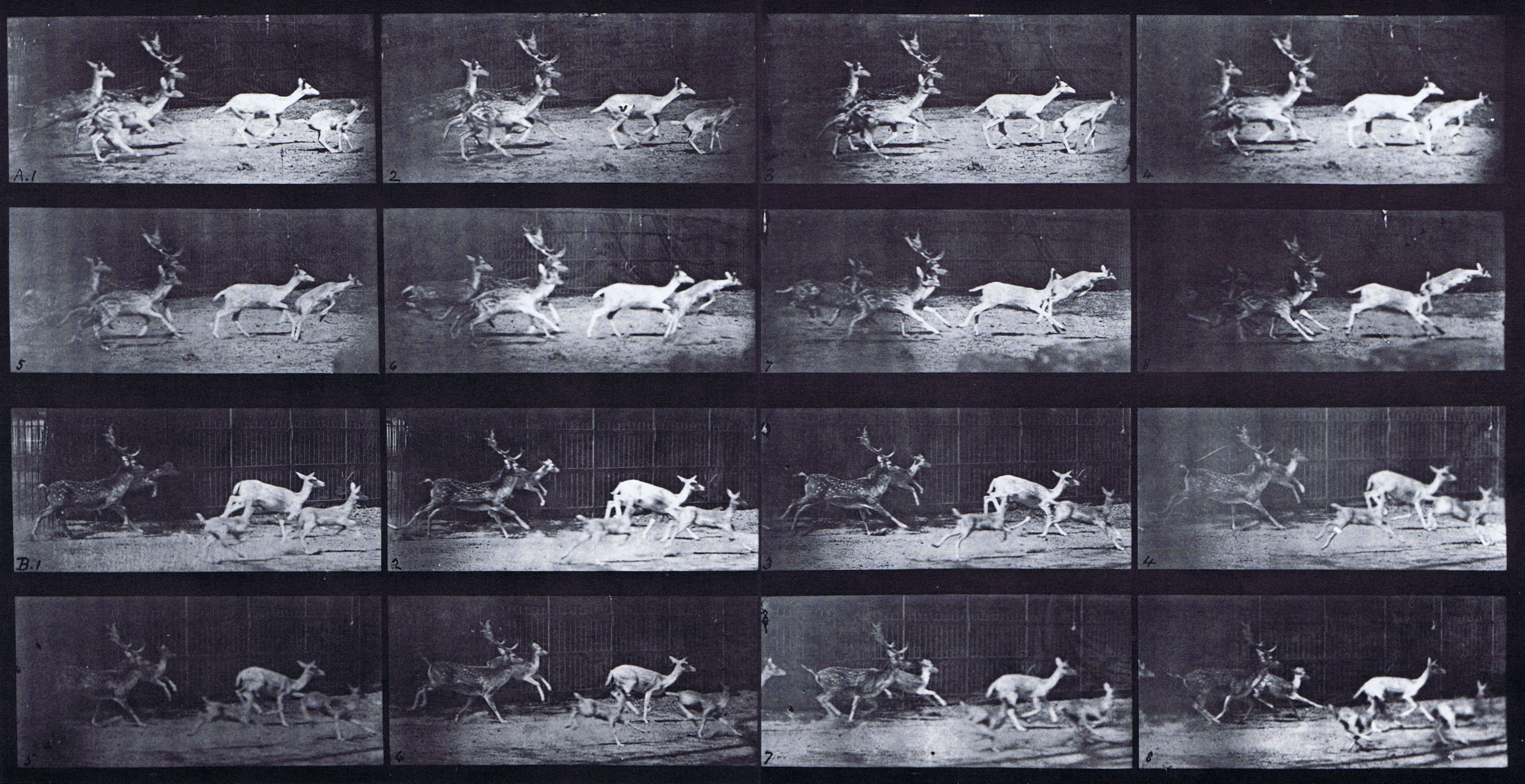 large profile view of fallow deer buck and group of does galloping animation reference using muybridge plate 689 from animal locomotion