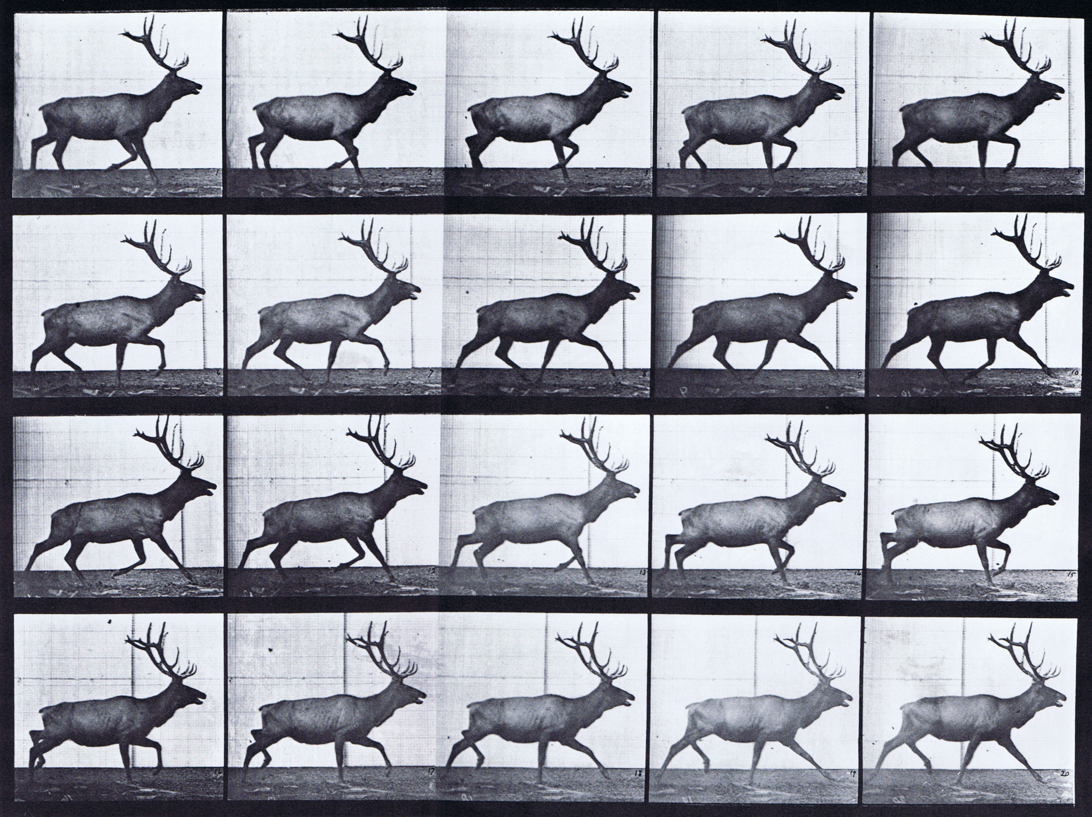 large profile view of elk trotting animation reference using muybridge plate 692 from animal locomotion