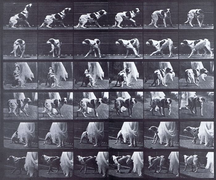 Profile, rear, and three-quarter views of dog turning around animation reference using muybridge plate 713 from animal locomotion