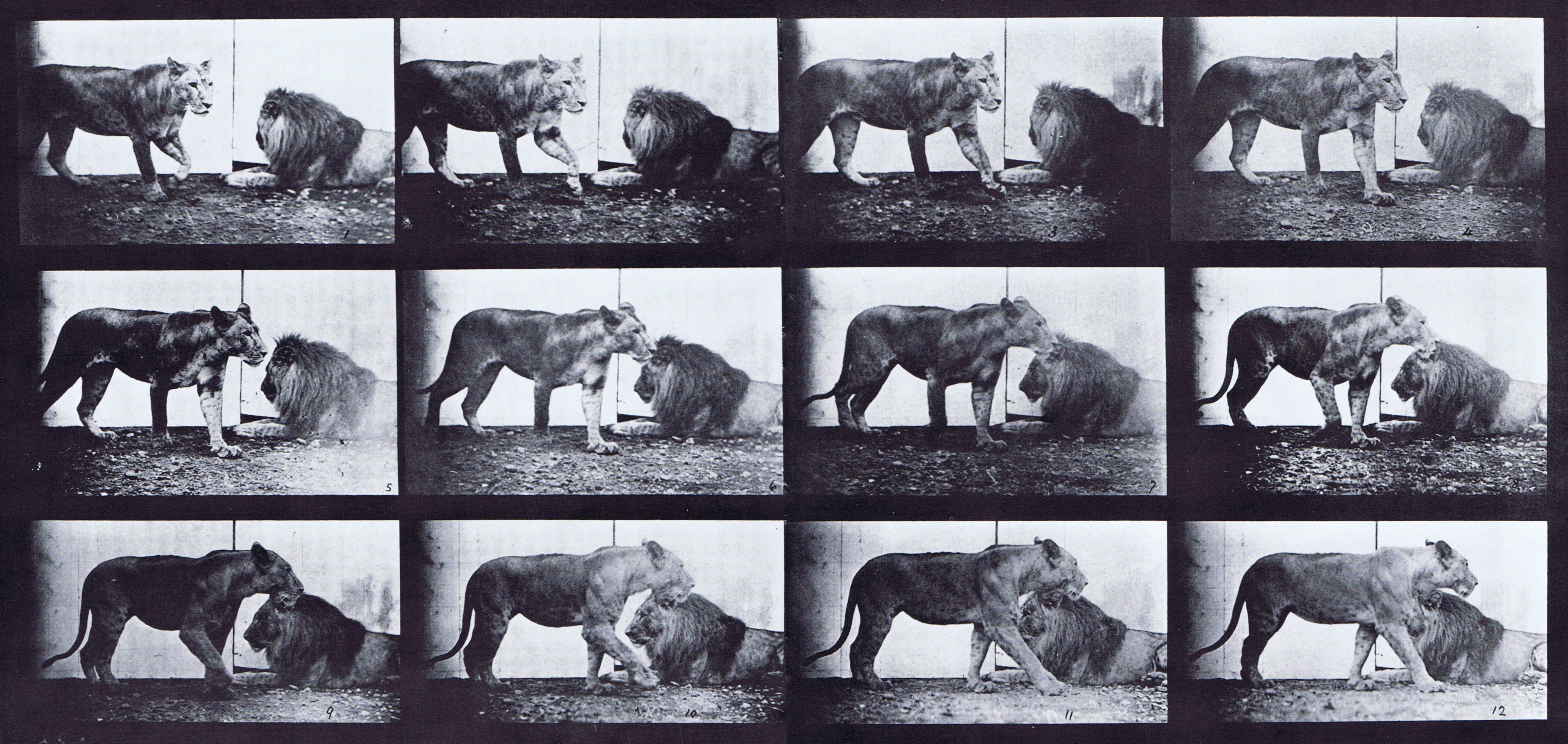 large profile view of lioness walking and a lion lying down animation reference using muybridge plate 727 from animal locomotion