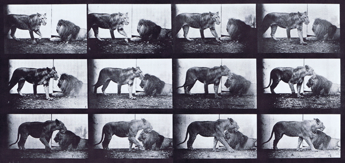 Profile view of lioness walking and a lion lying down animation reference using muybridge plate 727 from animal locomotion