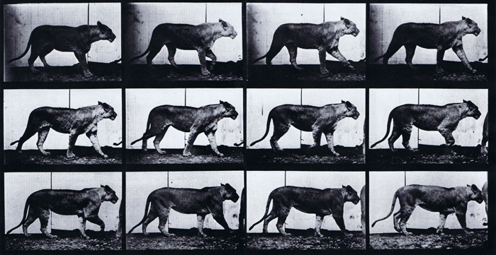 Profile view of lioness walking animation reference using muybridge plate 728 from animal locomotion