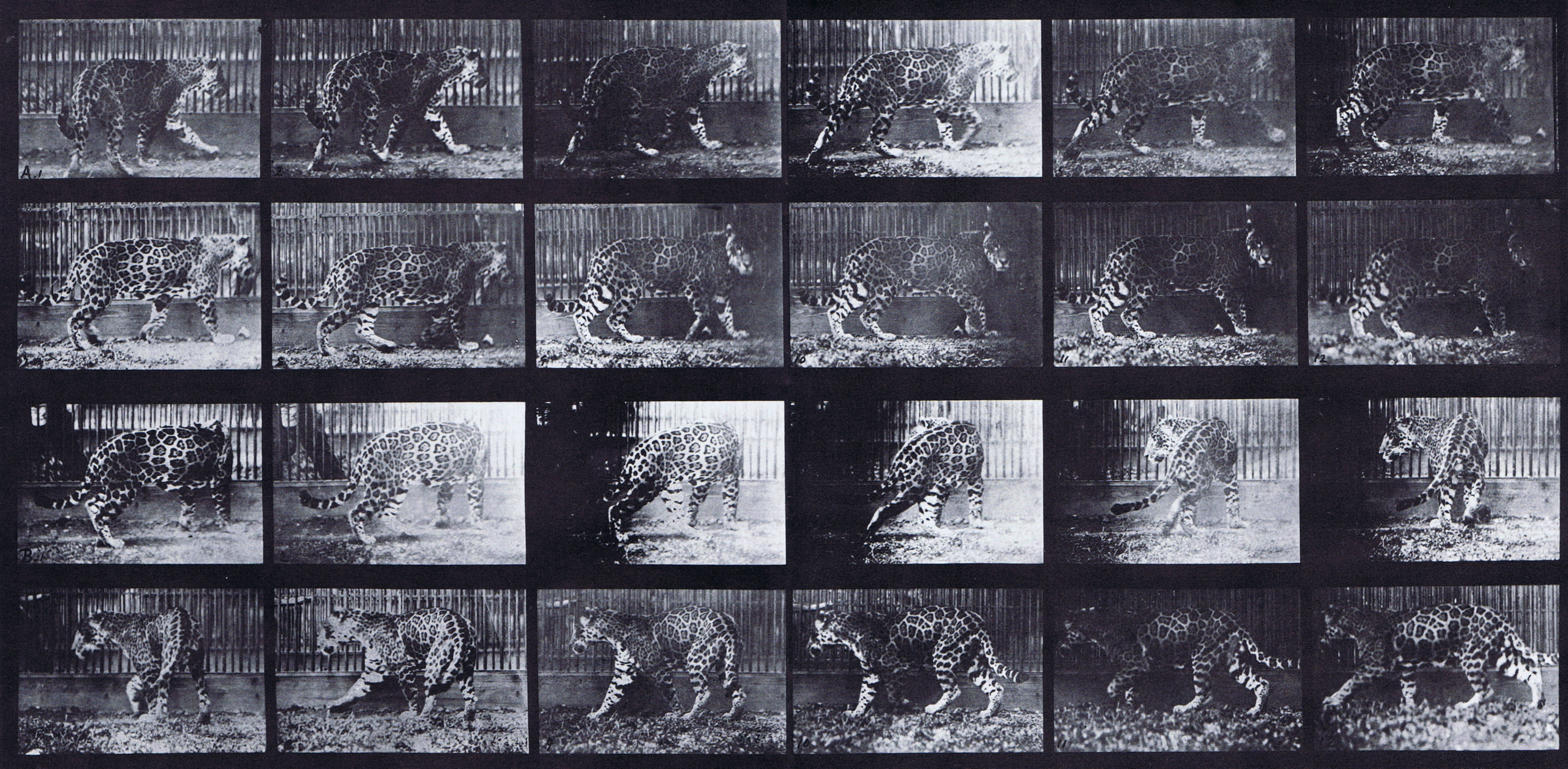 large profile views of jaguar, a, walking, b, turning around animation reference using muybridge plate 731 from animal locomotion