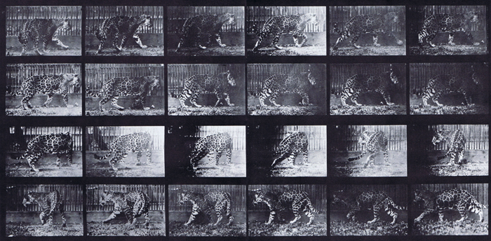 Profile views of jaguar, a, walking, b, turning around animation reference using muybridge plate 731 from animal locomotion