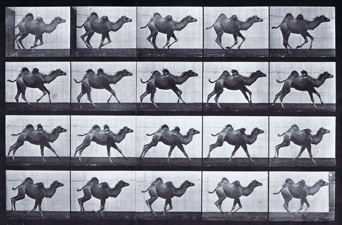 Profile view of bactrain camel galloping animation reference using muybridge plate 740 from animal locomotion