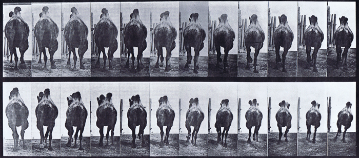 Rear views of bactrain camel, a, racking, b, galloping animation reference using muybridge plate 742 from animal locomotion