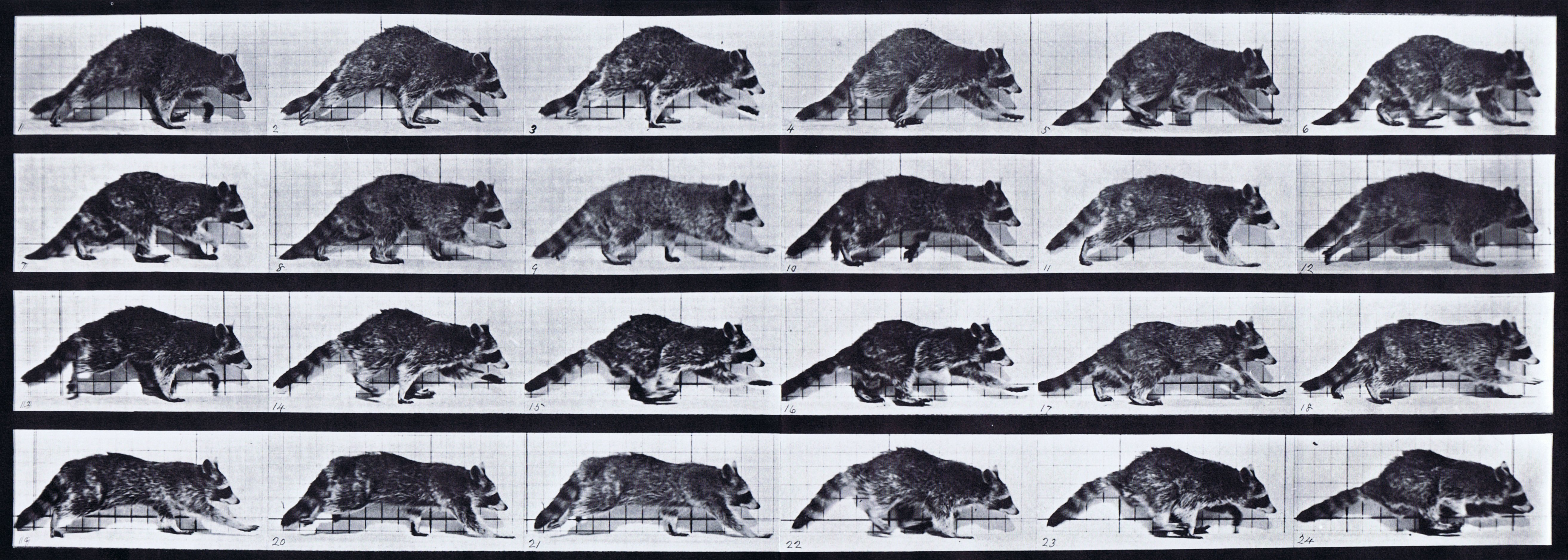 large profile view of raccoon walking changing to a gallop animation reference using muybridge plate 744 from animal locomotion