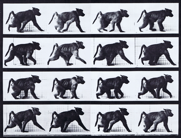Profile view of baboon looping walkcycle on all fours animation reference using muybridge plate 747 from animal locomotion