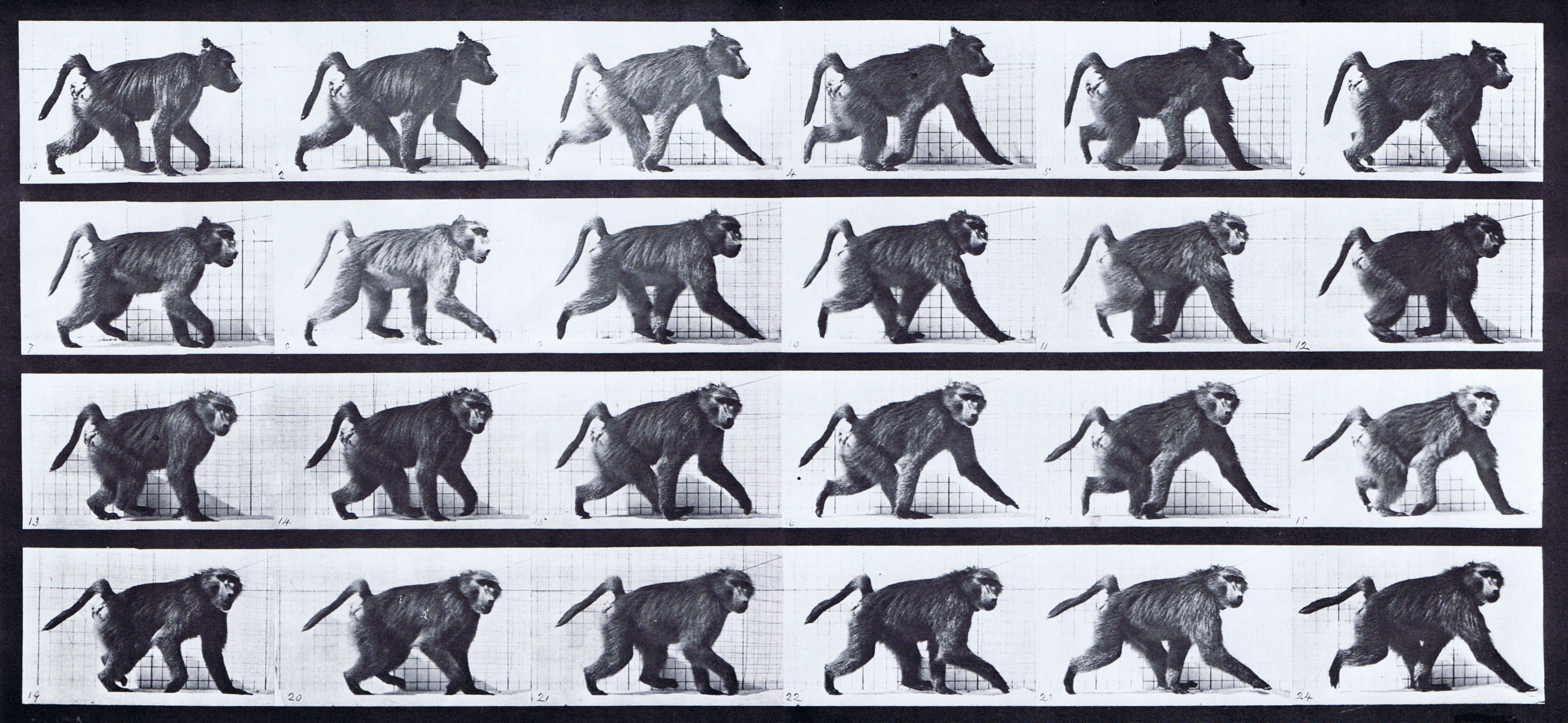 large profile view of baboon walking on all fours animation reference using muybridge plate 748 from animal locomotion