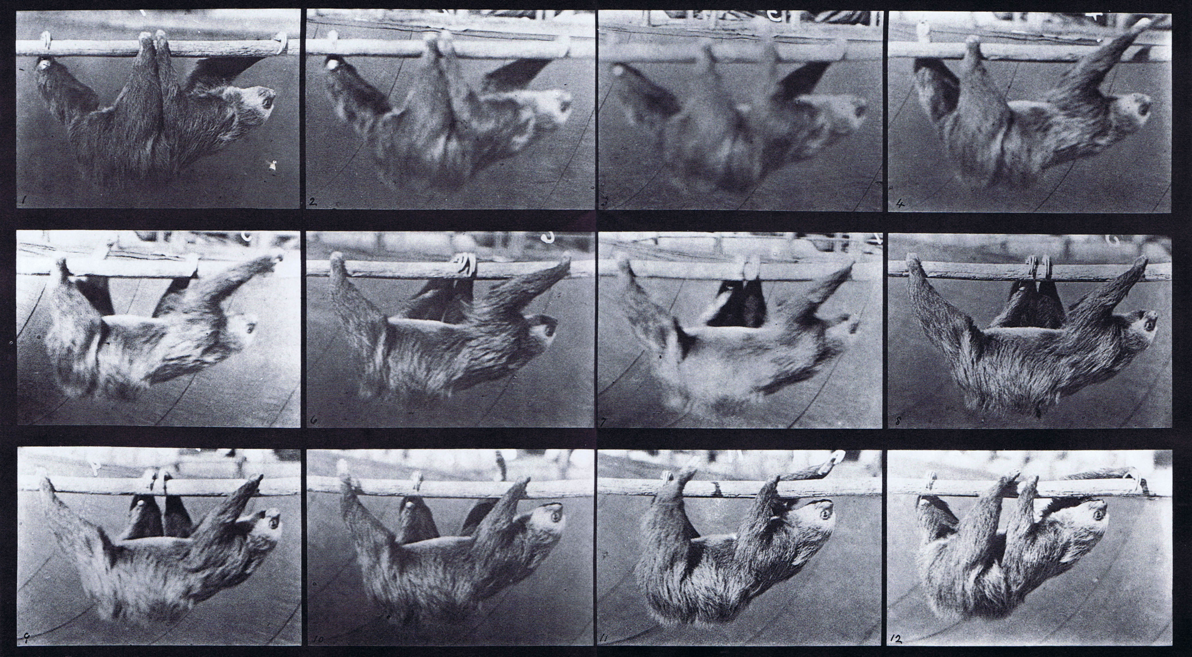 large profile view of looping walkcycle of sloth suspended on a horizontal pole animation reference using muybridge plate 750 from animal locomotion
