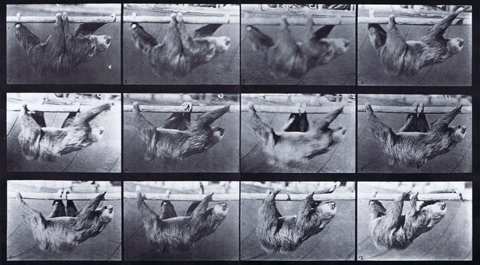 Profile view of looping walkcycle of sloth suspended on a horizontal pole animation reference using muybridge plate 750 from animal locomotion