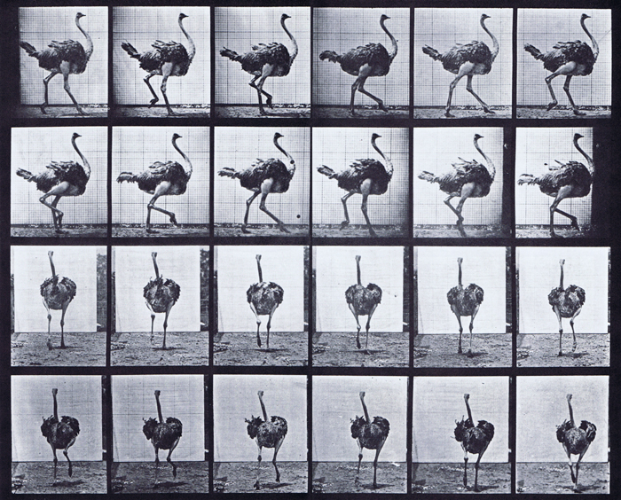 Profile and rear views of an ostrich walking animation reference using muybridge plate 772 from animal locomotion