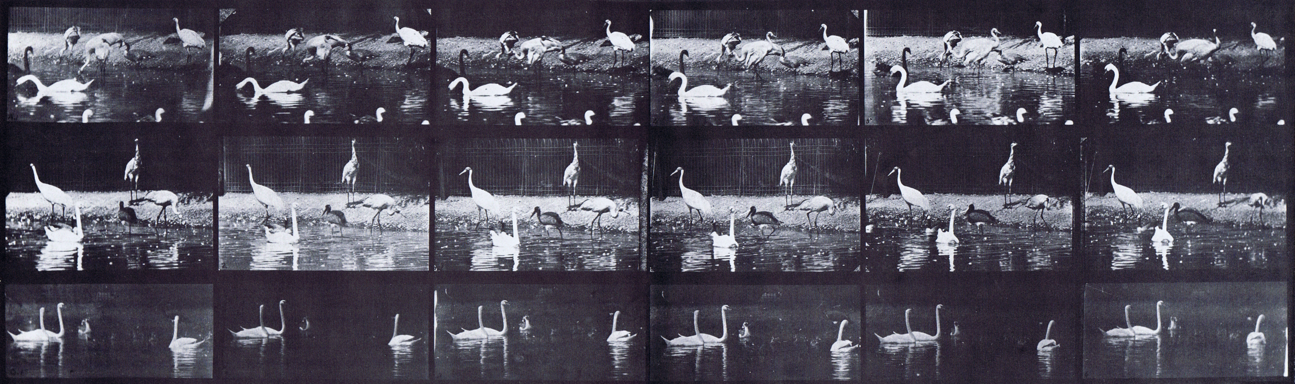 large three-quater view of swans, storks, and various other water fowl animation reference using muybridge plate 776 from animal locomotion