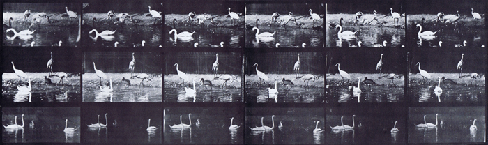 Three-quater view of swans, storks, and various other water fowl animation reference using muybridge plate 776 from animal locomotion