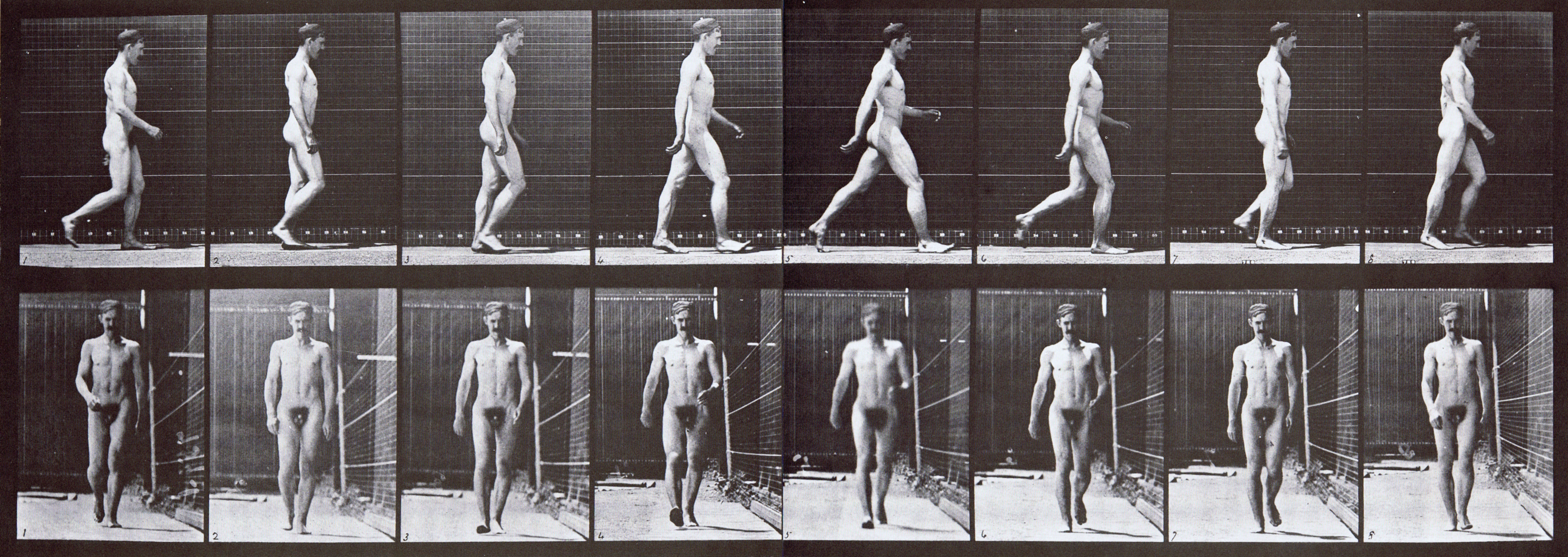 large muybridge artist animation reference of nude male walking with a right leg leading stride