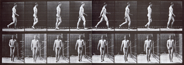 muybridge artist animation reference of nude male walking with a right leg leading stride