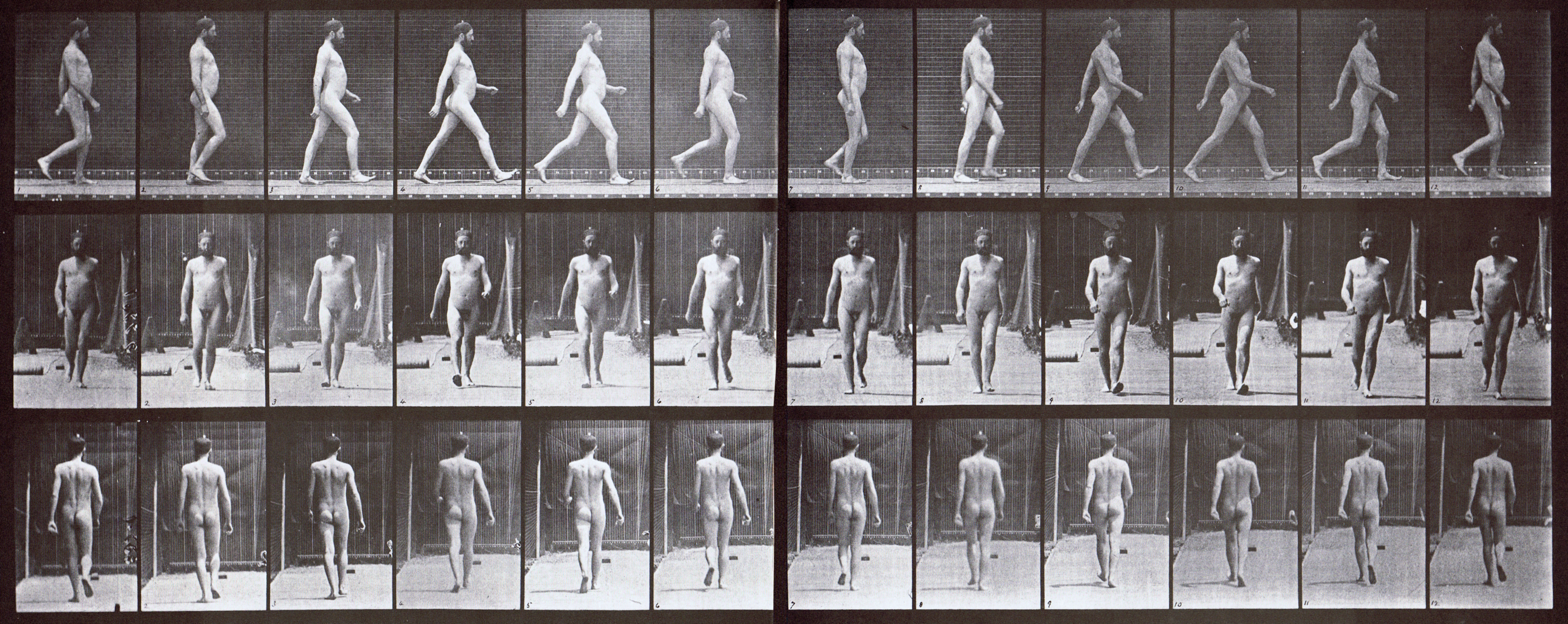 large nude male looping walkcycle using muybridge plate 11 as artist reference
