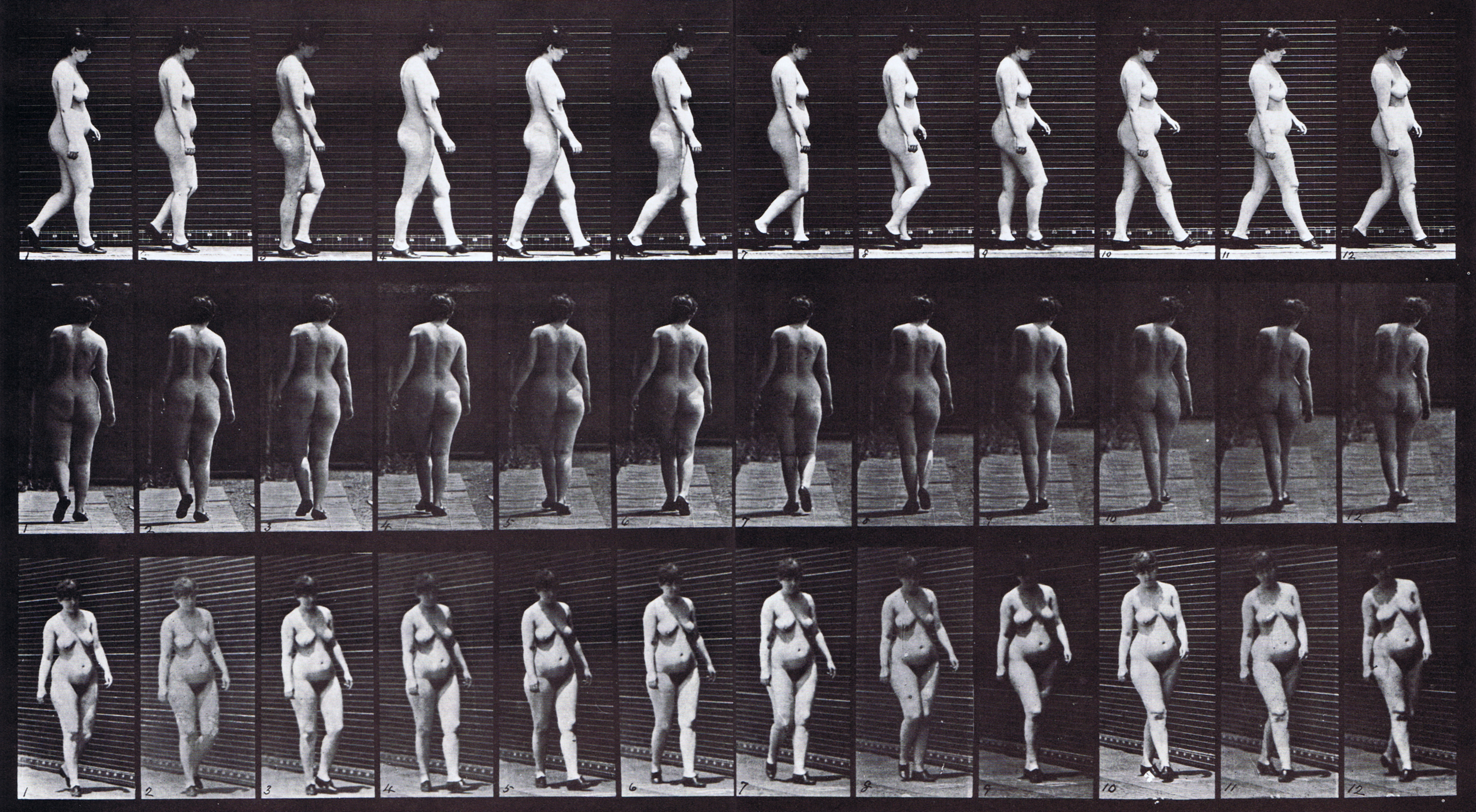 large slightly overweight nude female wearing shoes looping walkcycle using muybridge plate 24 as artist reference