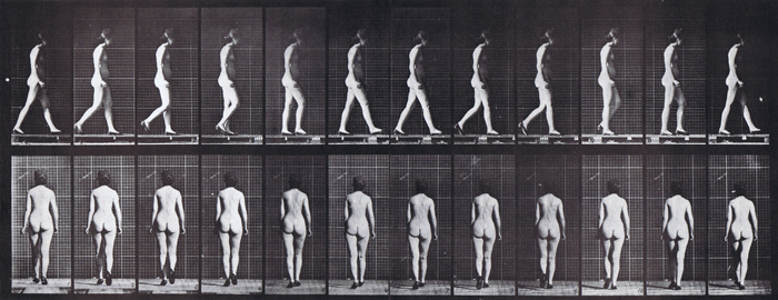 nude female looping walkcycle with shoes on animation reference used from muybridge plate 25 from animal locomotion