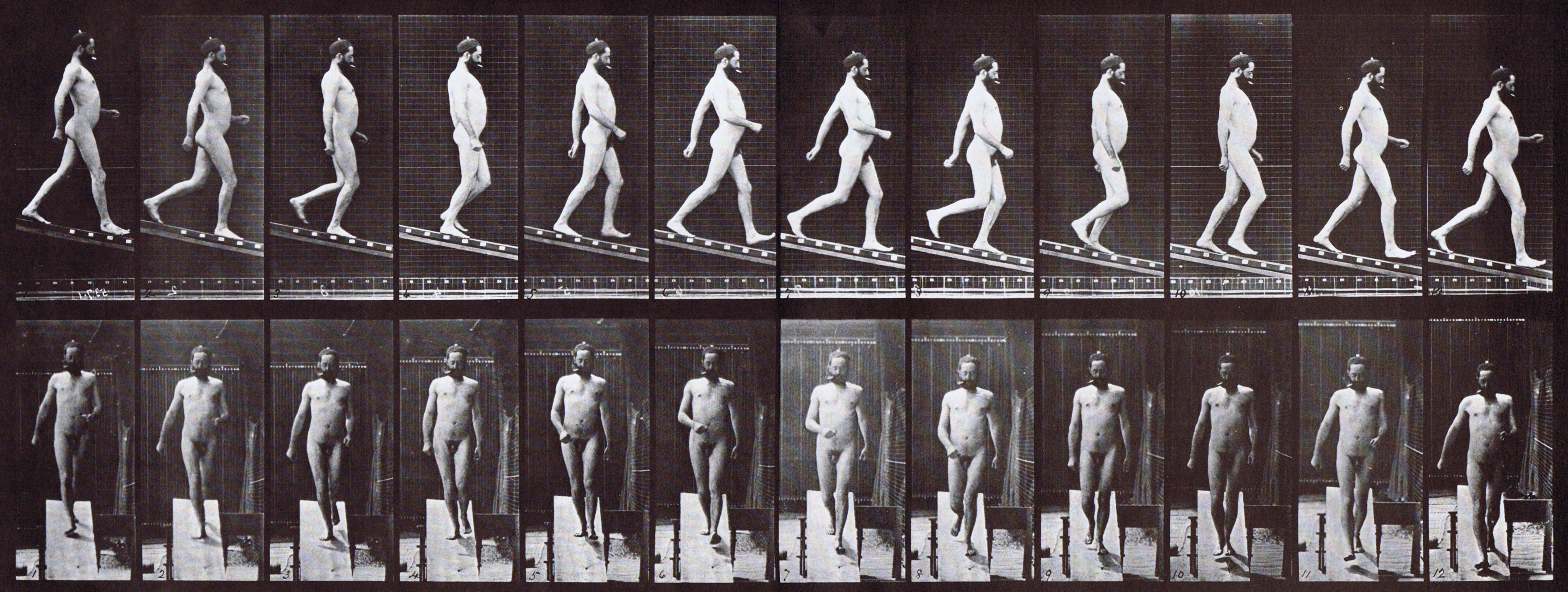 large profile view of nude male descending incline, looping walkcycle animation reference using muybridge plate 113 from animal locomotion