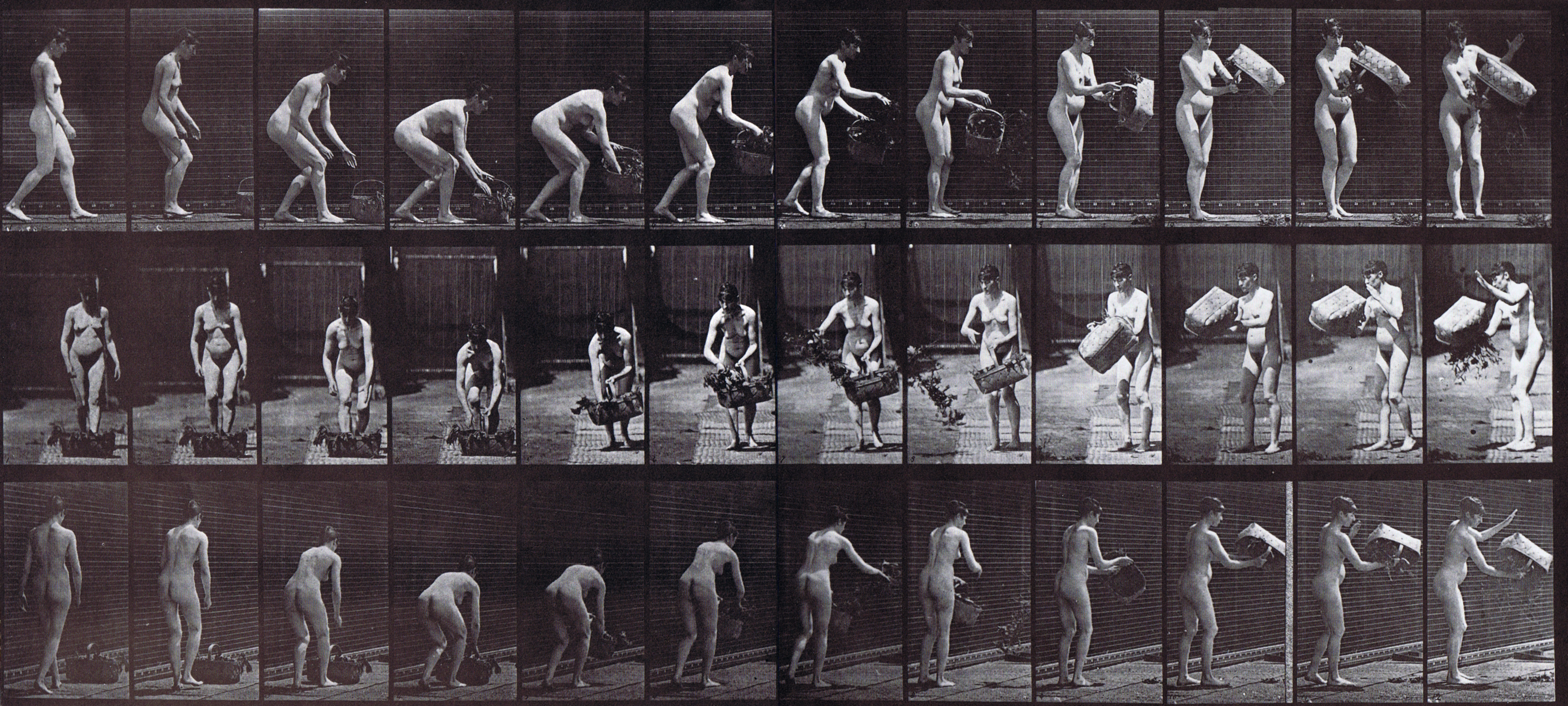large profile, front, and rear three-quarter views of nude female lifting then emptying a basket of flowers animation reference using muybridge plate 213 from animal locomotion