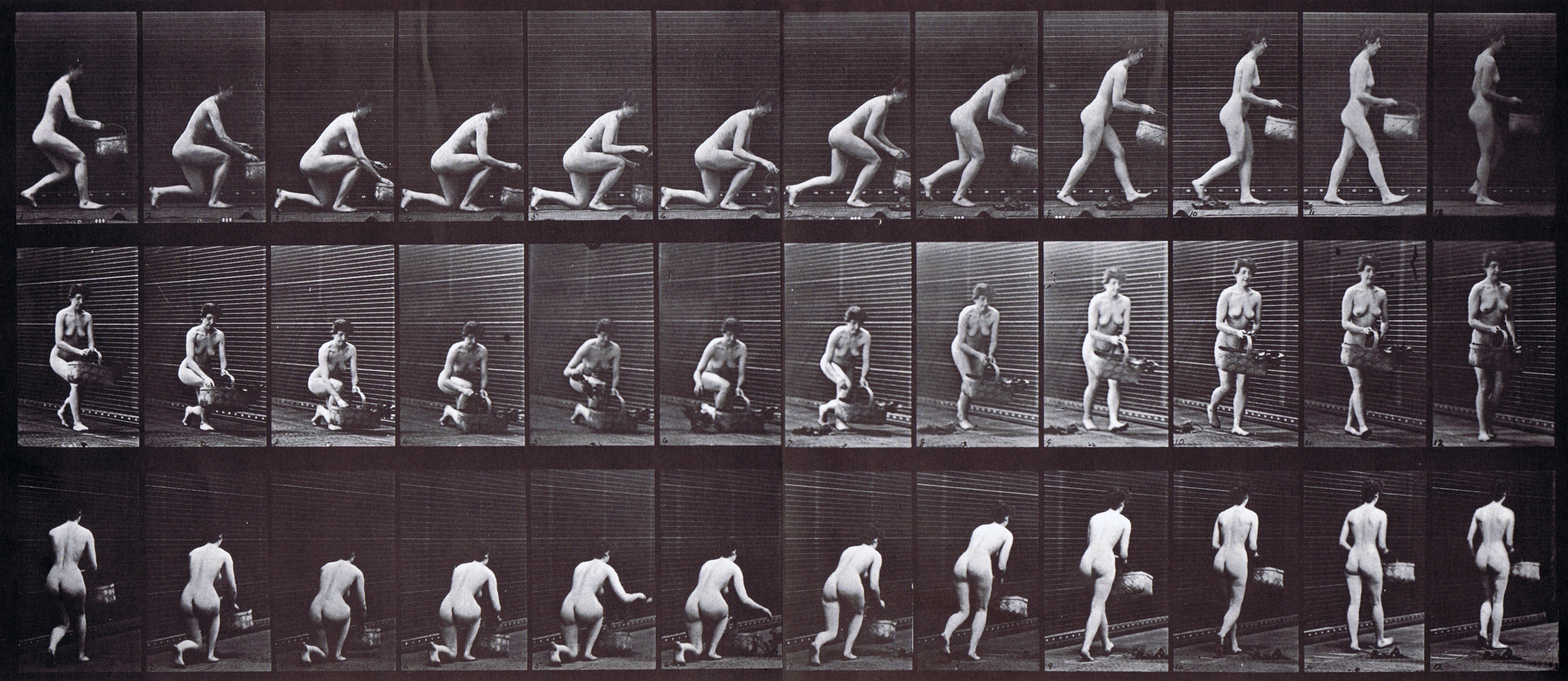 large profile, front three-quarter, and rear three-quarter views of looping nude female kneeling on left knee and basket on left hand then rising animation reference using muybridge plate 251 from animal locomotion