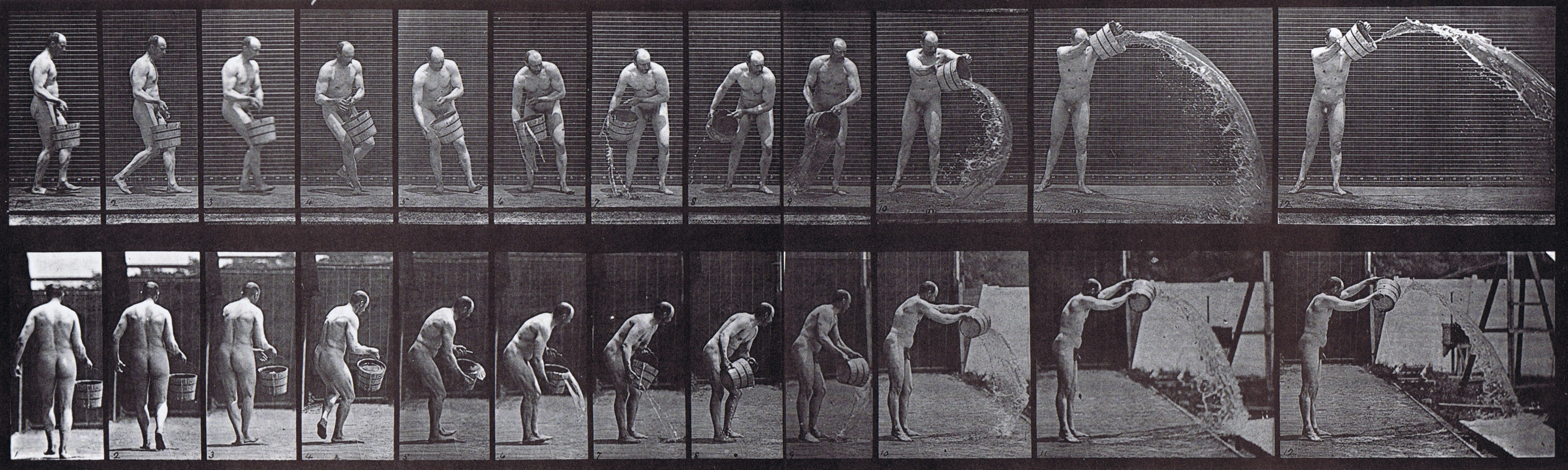 large profile and rear views of nude male emptying a bucket of water, throwing it animation reference using muybridge plate 399 from animal locomotion