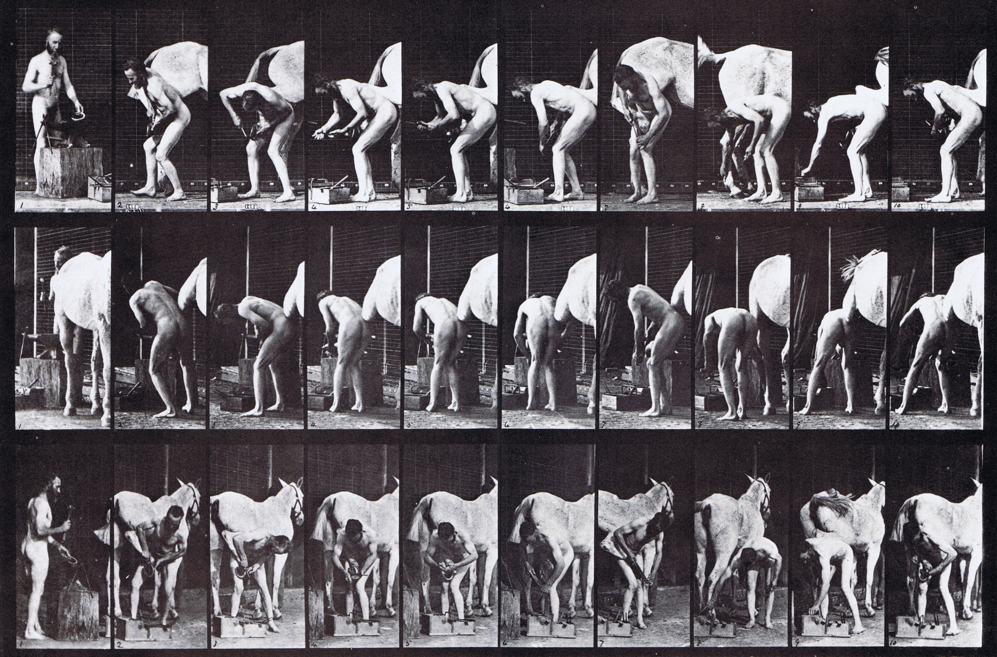 large profile, rear three-quarter, and front three-quarter views of nude male shoeing a horse animation reference using muybridge plate 508 from animal locomotion