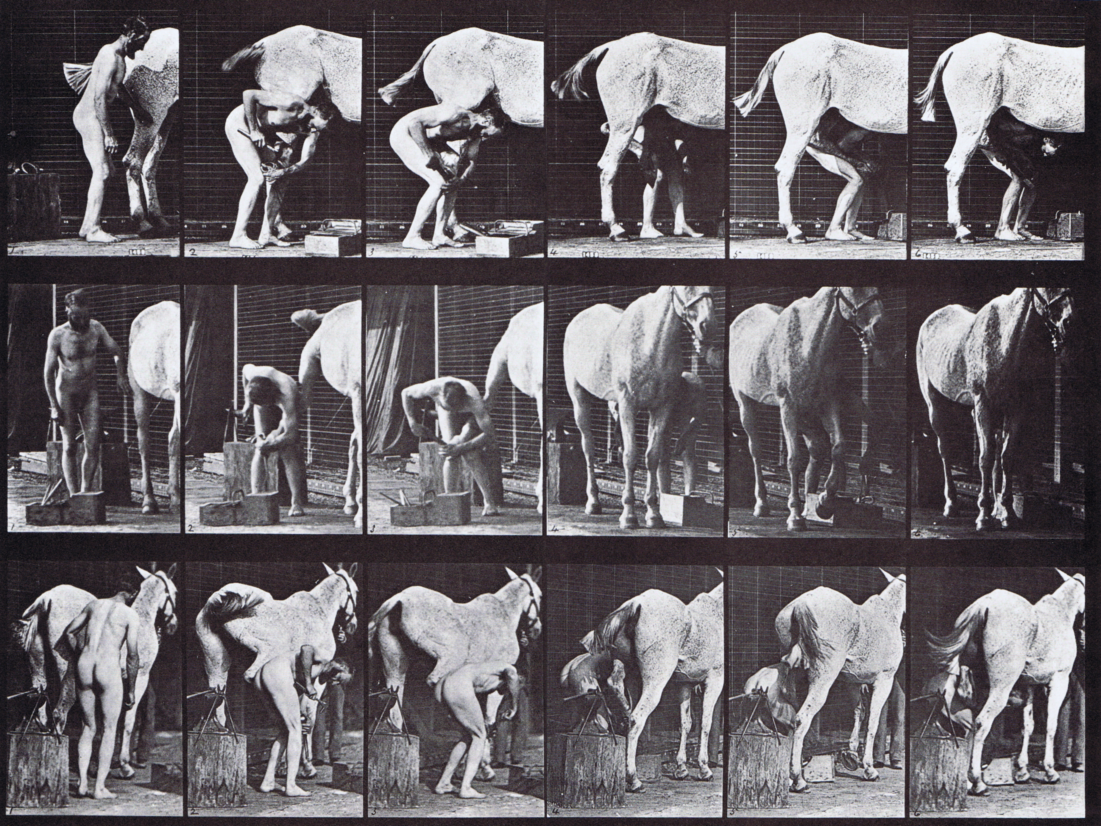 large profile, front three-quarter, and rear three-quarter views of nude male shoeing a horse animation reference using muybridge plate 509 from animal locomotion