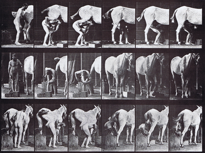 Profile, front three-quarter, and rear three-quarter views of nude male shoeing a horse animation reference using muybridge plate 509 from animal locomotion