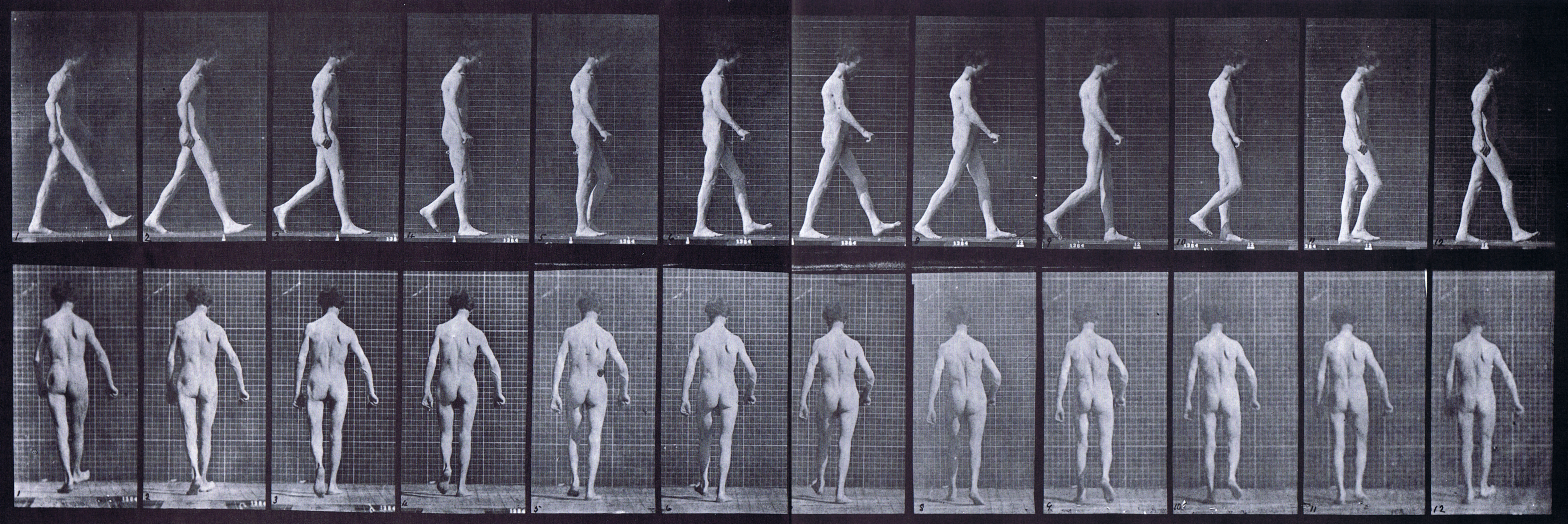 large profile and rear views of nude male walking with locomotor antaxia animation reference using muybridge plate 546 from animal locomotion