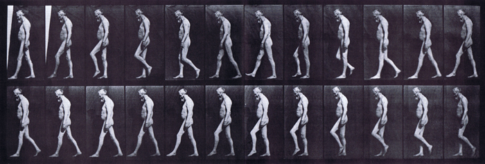 Profile views of nude male walking with muscular atrophy animation reference using muybridge plate 555 from animal locomotion