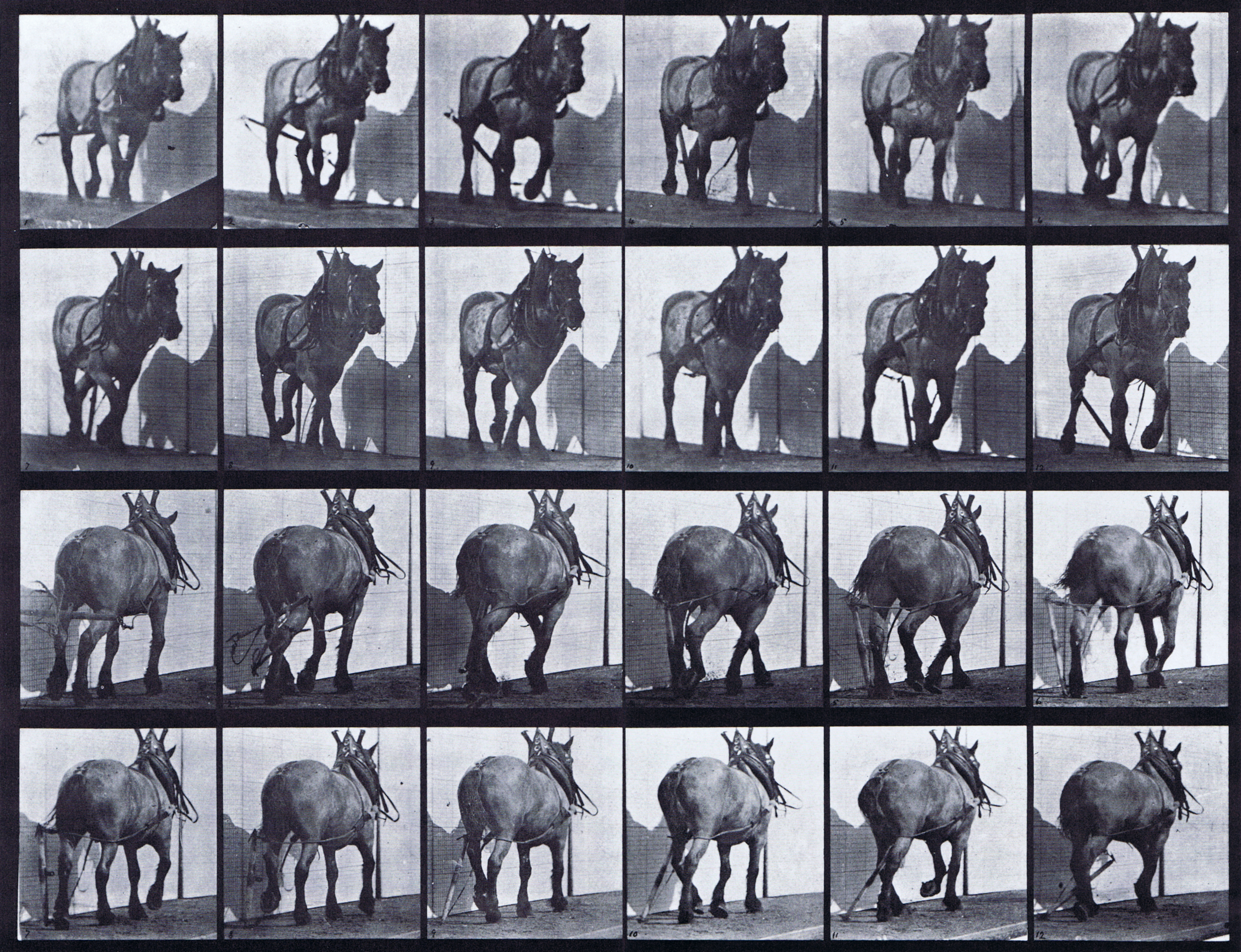 large front three-quarter and rear three-quarter views of horse hauling a broken log chain animation reference using muybridge plate 564 from animal locomotion