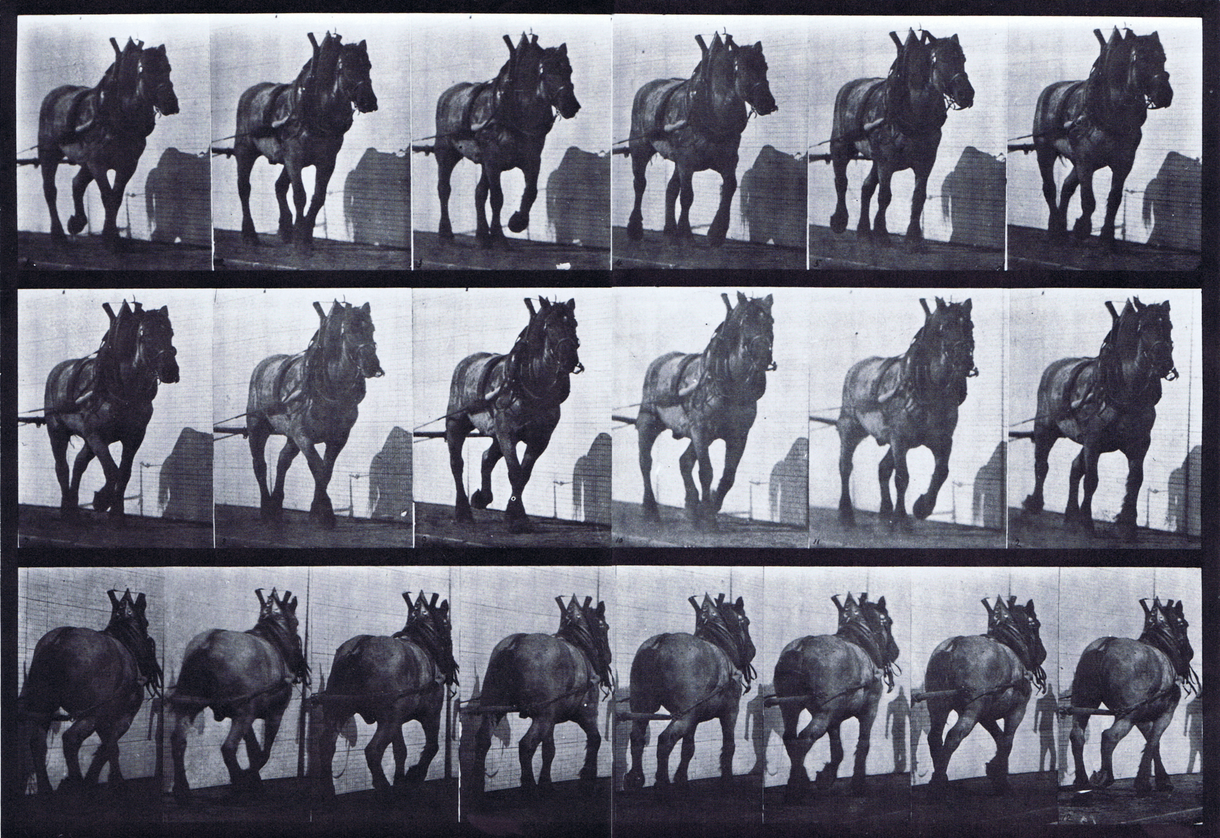 large front three-quarter and rear three-quarter views of horse hauling animation reference using muybridge plate 566 from animal locomotion