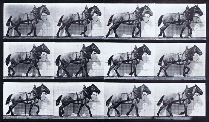 Profile view of horse hauling animation reference using muybridge plate 567 from animal locomotion