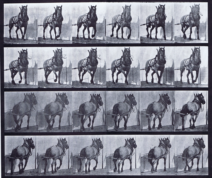 Front three-quarter and rear three-quarter views of horse hauling animation reference using muybridge plate 568 from animal locomotion