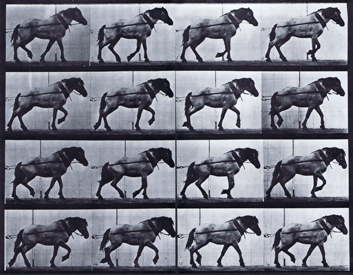 Profile view of horse hauling animation reference using muybridge plate 569 from animal locomotion