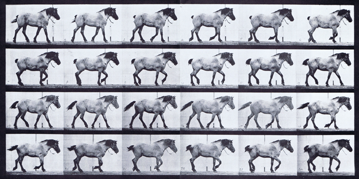 Profile view of horse walking free animation reference using muybridge plate 574 from animal locomotion