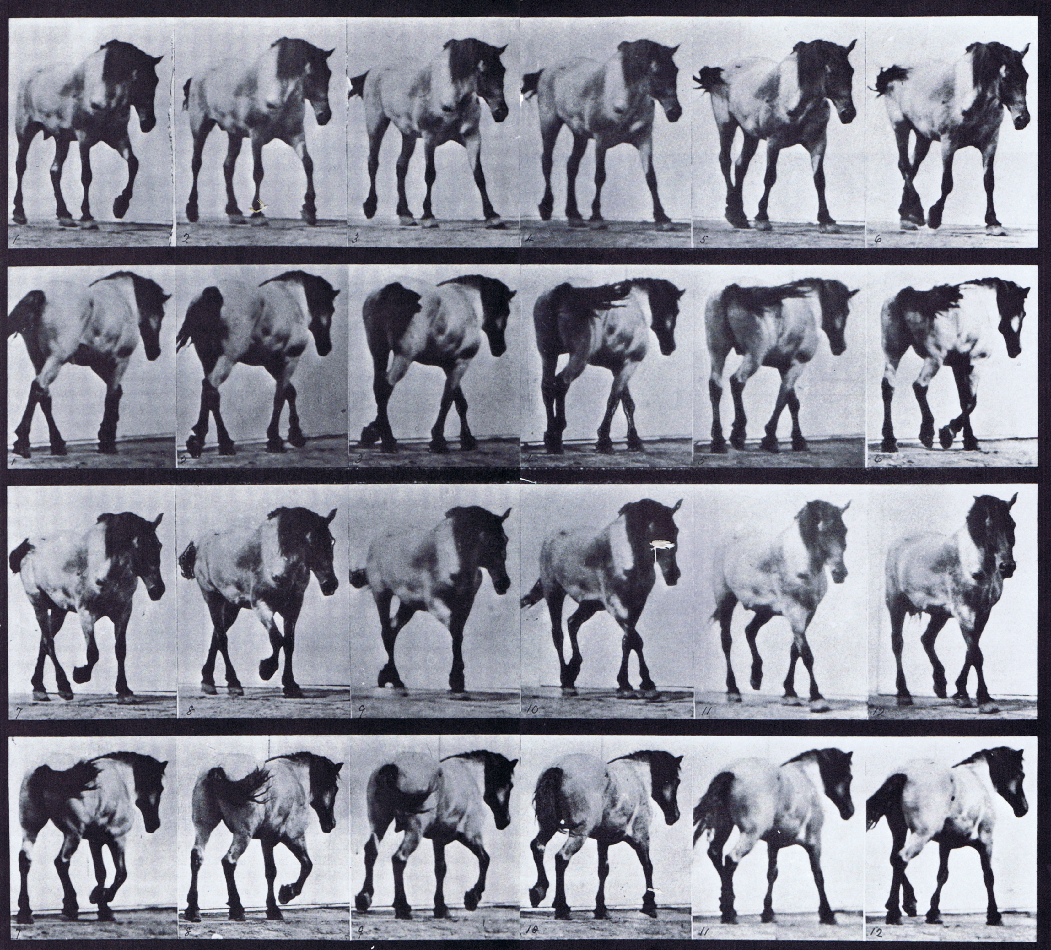large front three-quarter and rear three-quarter views of horse walking free animation reference using muybridge plate 575 from animal locomotion