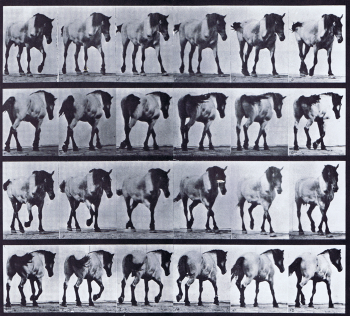Front three-quarter and rear three-quarter views of horse walking free animation reference using muybridge plate 575 from animal locomotion