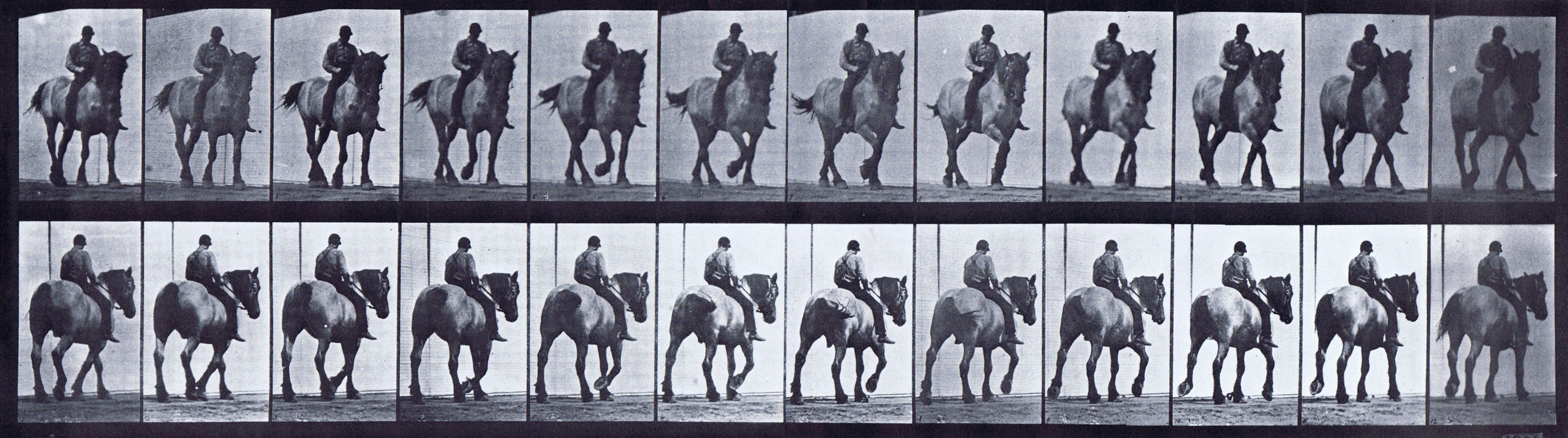 large front three-quarter and rear three-quarter views of horse walking with male rider riding bareback animation reference using muybridge plate 578 from animal locomotion