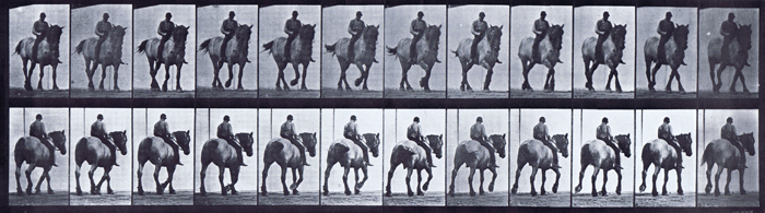 Front three-quarter and rear three-quarter views of horse walking with male rider riding bareback animation reference using muybridge plate 578 from animal locomotion