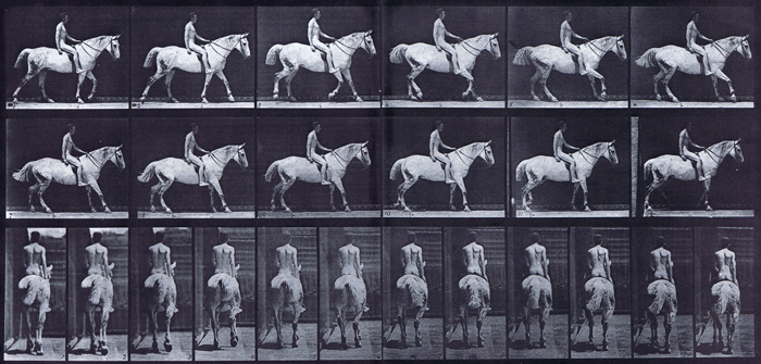 Profile and rear views of horse looping walkcycle with a saddled nude male rider animation reference using muybridge plate 582 from animal locomotion