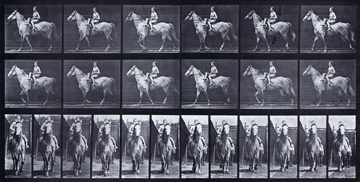 Profile and front views of horse walking with nude female rider riding side saddle animation reference using muybridge plate 583 from animal locomotion
