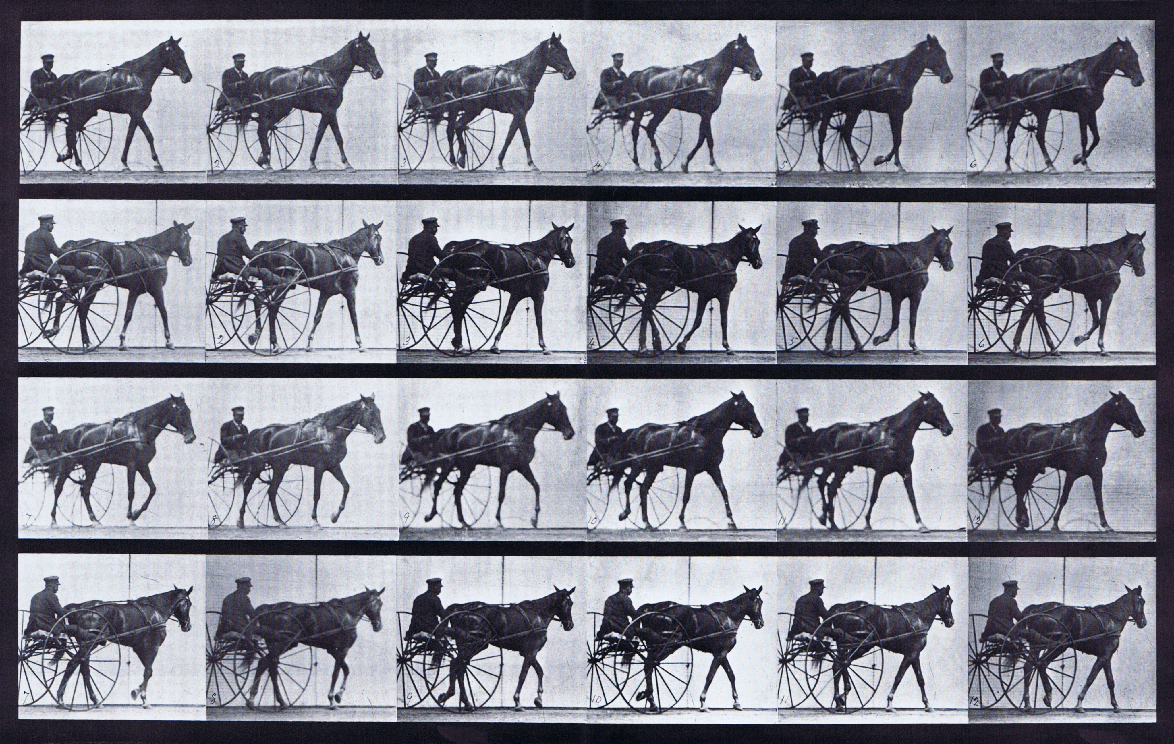 large front three-quarter and rear three-quarter views of horse walking while harnessed to a sulky with a male rider animation reference using muyrbridge plate 587 from animal locomotion