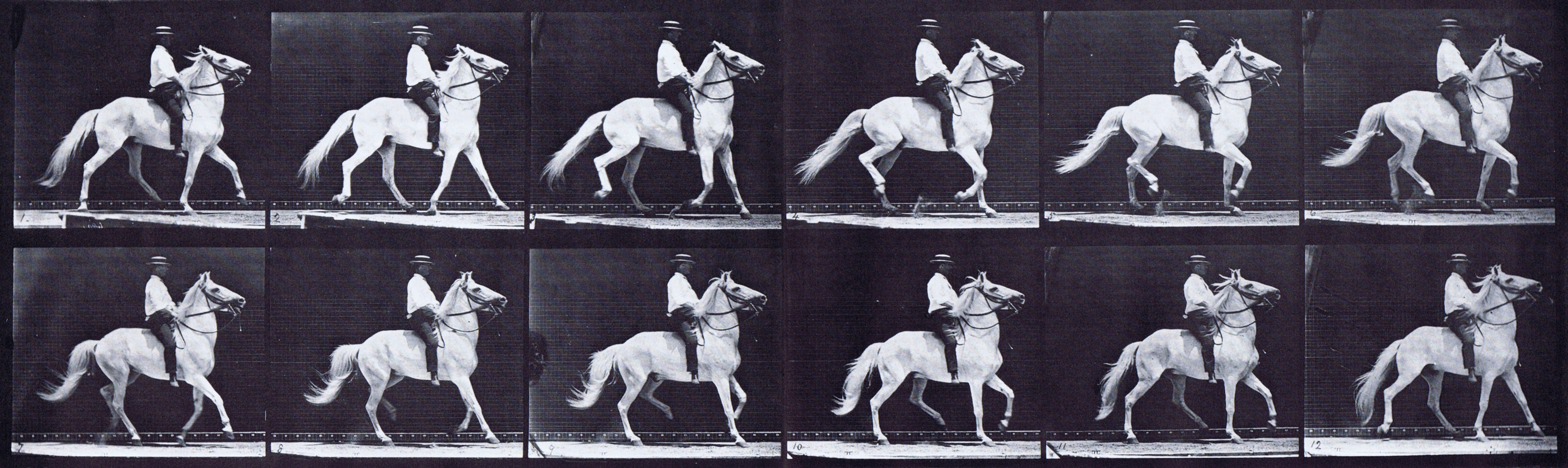 large profile view of looping horse ambling with a male clothed rider riding bareback animation reference using muybridge plate 589 from animal locomotion