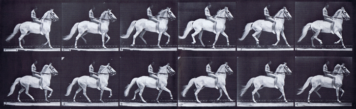 Profile view of looping horse ambling with a nude male rider riding bareback animation reference using muyrbridge plate 590 from animal locomotion