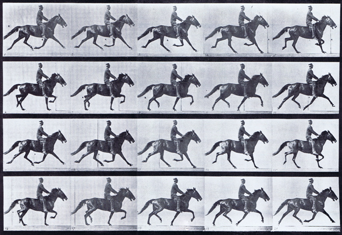 Profile view of looping horse pacing with a saddled clothed male rider animation reference using muybridge plate 591 from animal locomotion