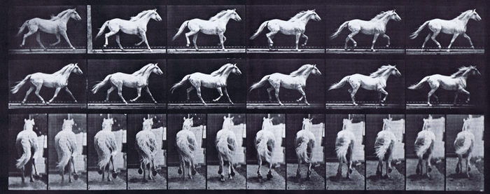 Profile and rear views of horse trotting free animation reference using muybridge plate 596 from animal locomotion
